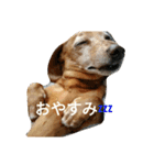 スムースダックスのショコラ（個別スタンプ：12）