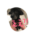 ヤギ似のクロちゃん（個別スタンプ：4）