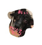ヤギ似のクロちゃん（個別スタンプ：8）