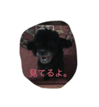 ヤギ似のクロちゃん（個別スタンプ：11）