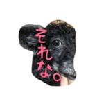 ヤギ似のクロちゃん（個別スタンプ：17）