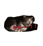 バジルとゆかいななかまたち part1（個別スタンプ：2）