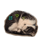 バジルとゆかいななかまたち part1（個別スタンプ：13）