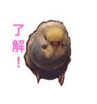 ひなこの家族スタンプ（個別スタンプ：1）