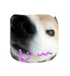 やんちゃな柴犬 そら（個別スタンプ：2）