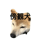 やんちゃな柴犬 そら（個別スタンプ：3）
