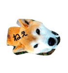 やんちゃな柴犬 そら（個別スタンプ：5）
