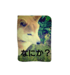 やんちゃな柴犬 そら（個別スタンプ：6）