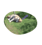やんちゃな柴犬 そら（個別スタンプ：7）