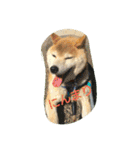 やんちゃな柴犬 そら（個別スタンプ：8）