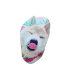 やんちゃな柴犬 そら（個別スタンプ：11）