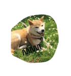 やんちゃな柴犬 そら（個別スタンプ：12）