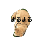 やんちゃな柴犬 そら（個別スタンプ：13）