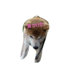やんちゃな柴犬 そら（個別スタンプ：14）
