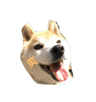 やんちゃな柴犬 そら（個別スタンプ：15）