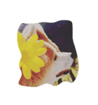 やんちゃな柴犬 そら（個別スタンプ：16）