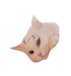 俺の猫がこんな可愛いわけがない（個別スタンプ：1）