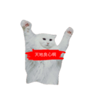 俺の猫がこんな可愛いわけがない（個別スタンプ：3）