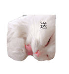 俺の猫がこんな可愛いわけがない（個別スタンプ：5）