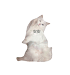 俺の猫がこんな可愛いわけがない（個別スタンプ：8）