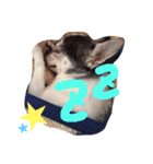 シュールなチワワ★☆（個別スタンプ：6）