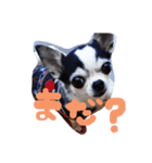シュールなチワワ★☆（個別スタンプ：8）