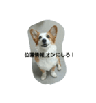 息子へのスタンプ（個別スタンプ：3）