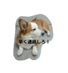 息子へのスタンプ（個別スタンプ：10）