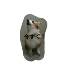 息子へのスタンプ（個別スタンプ：17）