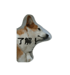 息子へのスタンプ（個別スタンプ：21）