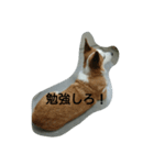 息子へのスタンプ（個別スタンプ：22）
