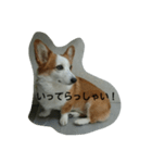 息子へのスタンプ（個別スタンプ：26）