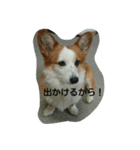 息子へのスタンプ（個別スタンプ：37）