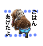 トイプードル モカ①（個別スタンプ：6）