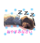 トイプードル モカ①（個別スタンプ：7）