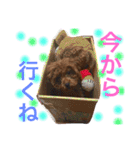 トイプードル モカ①（個別スタンプ：8）