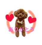 トイプードル モカ①（個別スタンプ：12）