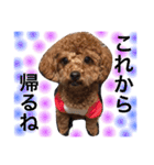 トイプードル モカ①（個別スタンプ：20）