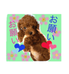 トイプードル モカ①（個別スタンプ：24）