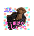 トイプードル モカ①（個別スタンプ：30）