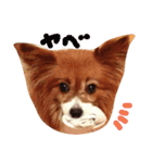 パピヨンのチョビ（個別スタンプ：1）