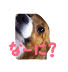 パピヨンのチョビ（個別スタンプ：5）
