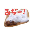 パピヨンのチョビ（個別スタンプ：6）