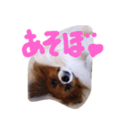 パピヨンのチョビ（個別スタンプ：7）
