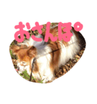 パピヨンのチョビ（個別スタンプ：14）