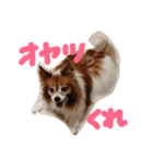 パピヨンのチョビ（個別スタンプ：15）