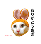 若干ウザい猫スタンプ（個別スタンプ：1）