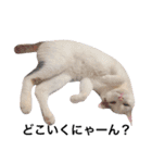 若干ウザい猫スタンプ（個別スタンプ：5）