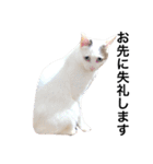 若干ウザい猫スタンプ（個別スタンプ：7）