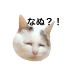 若干ウザい猫スタンプ（個別スタンプ：9）